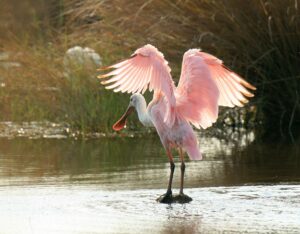A pink roseate spoonbill wading in the shallows at a Florida wildlife refuge