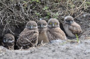 A burrowing owl standing beside its ground burrow in Cape Coral, Florida