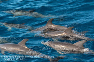 Wild bottlenose dolphins swimming in the gulf waters off Southwest Florida