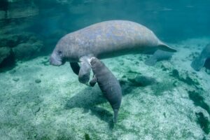 A manatee mother and her calf swimming together in Florida waters