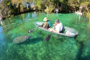 Kayakers watching manatees in a Cape Coral canal