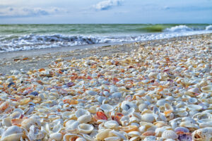 Seashells scattered across the sand on a Sanibel Island beach