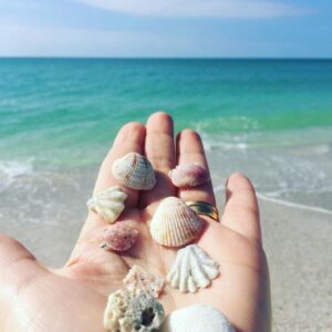 A handful of seashells gathered on a Southwest Florida beach